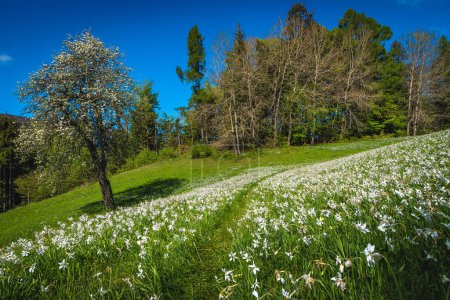 Photo for Amazing fields with blooming white daffodil flowers. Stunning seasonal flowering landscape with abundant fragrant daffodils on the green meadow, Jesenice, Slovenia, Europe - Royalty Free Image