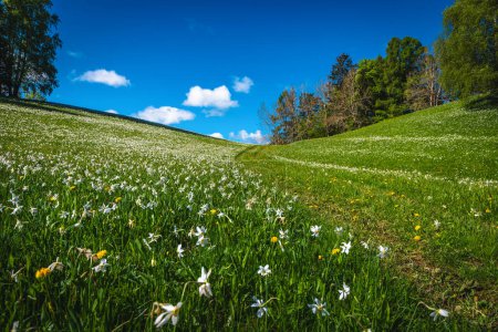 Photo for Admirable place with blooming white daffodil flowers. Spectacular hiking trail and abundant fragrant daffodils on the green slope, Jesenice, Slovenia, Europe - Royalty Free Image