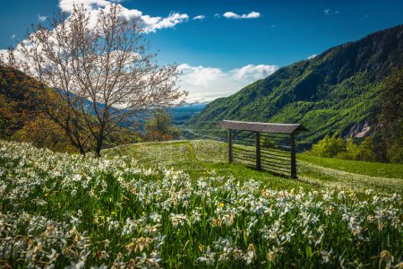 Admirable vista desde el claro florido, narcisos blancos florecientes y estante de heno de madera en la colina, colinas de Golica, Plavski Rovt, Eslovenia, Europa