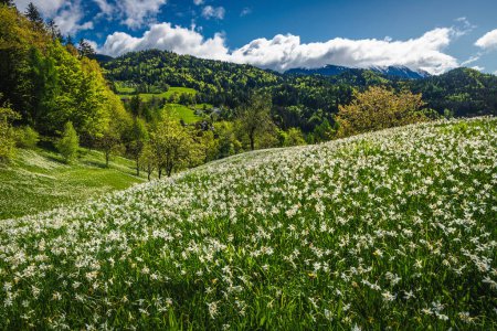 Photo for Picturesque slopes with blooming white daffodil flowers. Amazing summer flowering landscape with fragrant daffodils on the glade, Jesenice, Slovenia, Europe - Royalty Free Image