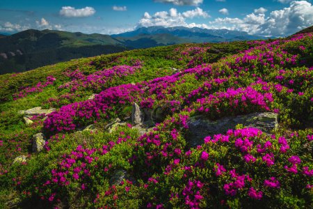 Impresionante paisaje natural de verano, florecientes campos de rododendros rosados en las laderas de las montañas Leaota, Cárpatos, Transilvania, Rumania, Europa