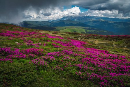 Majestuoso paisaje natural de verano, florecientes campos de rododendros rosados en las laderas en el día lluvioso en las montañas Leaota, Cárpatos, Transilvania, Rumania, Europa