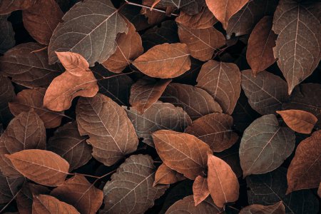 Photo for Brown japanese knotweed plant leaves in autumn season, brown background - Royalty Free Image