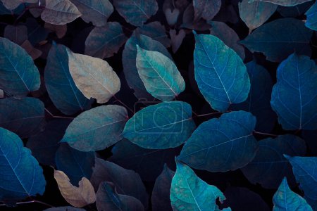 japonais bleu feuilles de plantes knotweed en hiver, fond bleu 