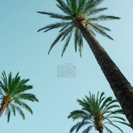 Foto de Palmeras con fondo azul cielo, clima tropical - Imagen libre de derechos