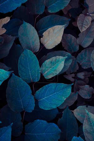 Blaue Blätter des Japanischen Knöterichs im Winter, blauer Hintergrund 