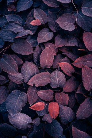 red japanese knotweed plant leaves in autumn season, red background 