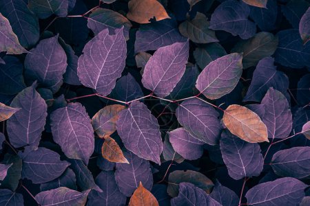 Téléchargez les photos : Feuilles de plantes pourpres à noeuds japonais en automne, fond violet - en image libre de droit