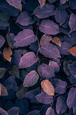 fioletowy japoński węzeł liście roślin jesienią, fioletowe tło