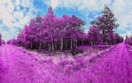Téléchargez les photos : Beau panorama infrarouge rose et violet d'un paysage de campagne avec un ciel bleu. - en image libre de droit