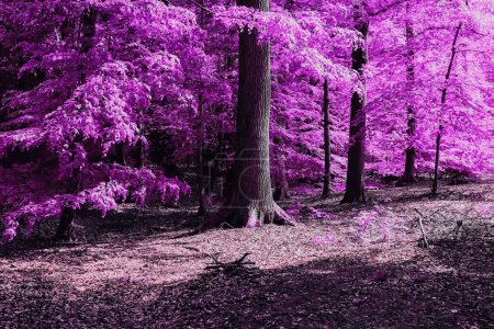 Photo for Beautiful pink and purple infrared panorama of a countryside landscape with a blue sky. - Royalty Free Image