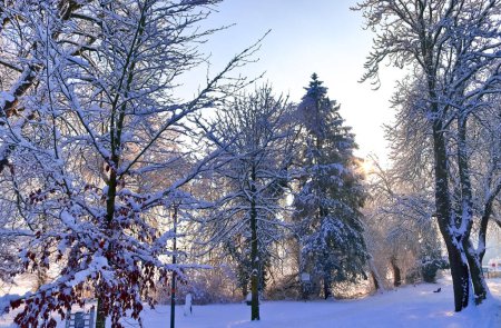 Photo for Beautiful shots of trees after heavy snowfall in sunny weather - Royalty Free Image