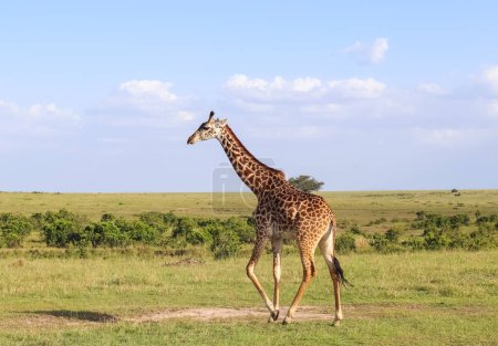 Foto de Beautiful giraffe in the wild nature of Africa - Imagen libre de derechos