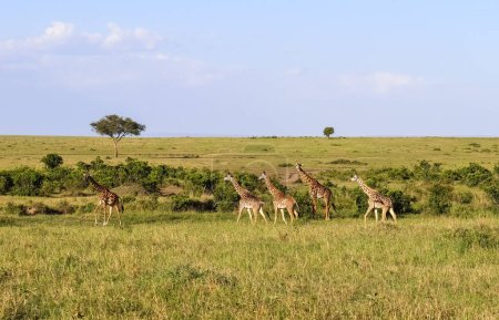 Foto de Beautiful giraffe in the wild nature of Africa - Imagen libre de derechos