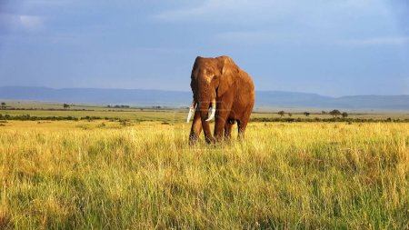 Téléchargez les photos : Wild elephants in the bushveld of Africa on a sunny day - en image libre de droit