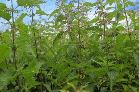 Fresh nettle plants in close-up on a sunny day