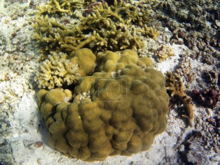 Téléchargez les photos : Photo sous-marine de coraux pâles avec des poissons des Maldives - en image libre de droit