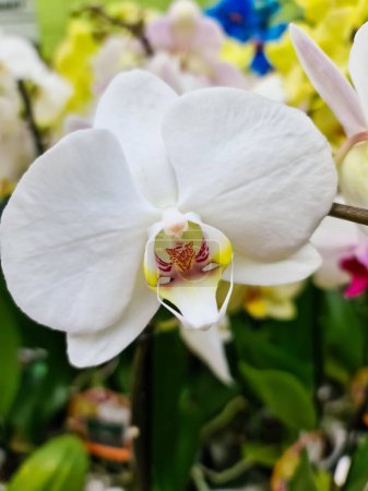 View of the blossom of a beautiful orchid