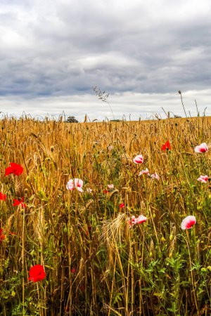 Beautiful red poppy flowers papaver rhoeas in a golden wheat field