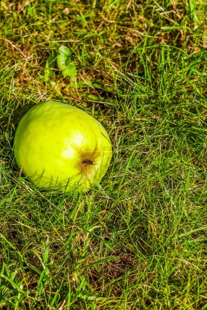 Green Apple lying on the grass. Top view with copy space