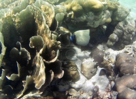 Photo sous-marine de coraux pâles avec des poissons des Maldives