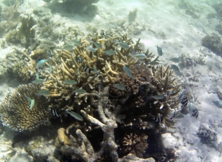 Téléchargez les photos : Photo sous-marine de coraux pâles avec des poissons des Maldives - en image libre de droit