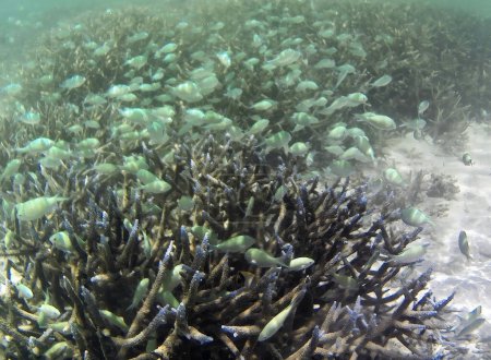 Photo sous-marine de coraux pâles avec des poissons des Maldives