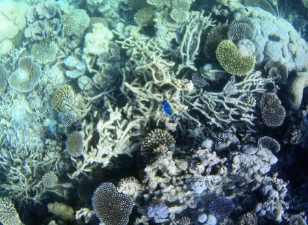 Underwater photo of pale corals with fish from the Maldives