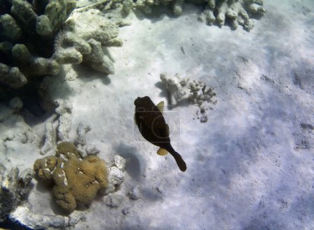 Foto de Foto submarina de corales pálidos con peces de las Maldivas - Imagen libre de derechos