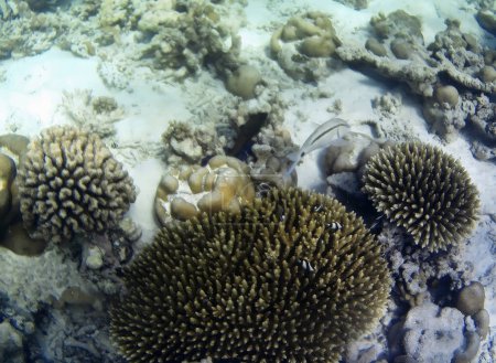 Foto submarina de corales pálidos con peces de las Maldivas