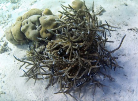 Foto submarina de corales pálidos con peces de las Maldivas