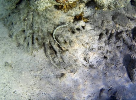 Unterwasserfoto blasser Korallen mit Fischen von den Malediven