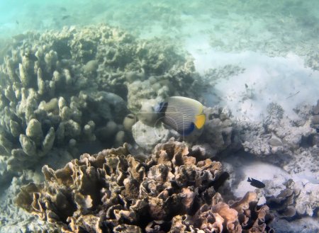 Foto de Foto submarina de corales pálidos con peces de las Maldivas - Imagen libre de derechos