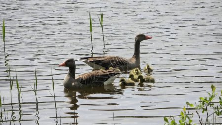 Two geese with their newly hatched babies swim together in the sunshine on a lake with small waves