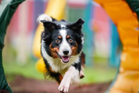 Un chien naviguant avec enthousiasme sur un parcours d'agilité avec des tunnels et des tissages de sauts