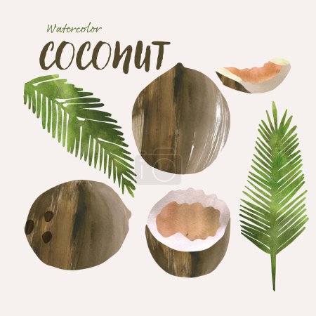 Illustration for Coconut fruit and leaves watercolor vector illustration set. Painterly watercolor texture and ink drawing elements. Hand drawn and hand painted. Vector - Royalty Free Image