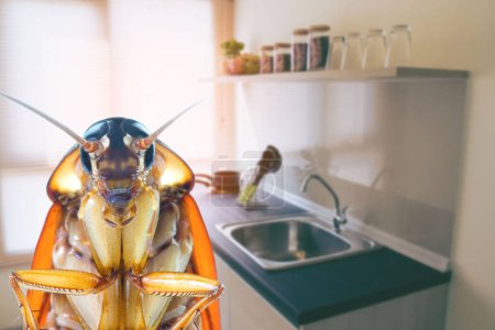 Photo for The problem in the house because of cockroaches living in the kitchen. Cockroaches are carriers of the disease. - Royalty Free Image