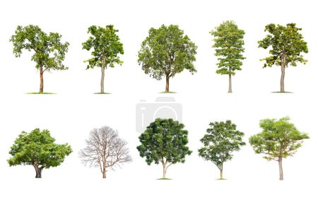  drzewo odizolowane na białym tle, Kolekcja drzew. Duża baza danych drzew Ogrody botaniczne elementy organizacji azjatyckiej przyrody w Tajlandii, drzewa tropikalne odizolowane wykorzystywane do projektowania,