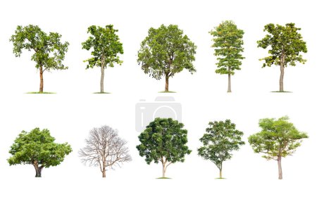  tree isolated on white background ,The collection of trees. Large trees database Botanical garden organization elements of Asian nature in Thailand, tropical trees isolated used for design,
