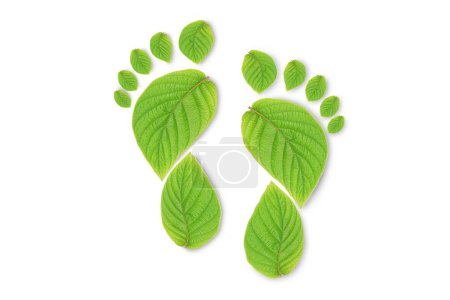 Photo for Green leaf growing footprints, co2 symbol isolated on White Background. Reduce CO2 emission concept.Clean and friendly environment without carbon dioxide emissions. - Royalty Free Image