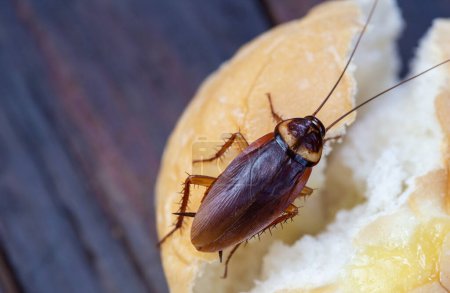 Photo for The problem in the house because of cockroaches living in the kitchen.Cockroach eating whole wheat bread on wooden table. Cockroaches are carriers of the disease. Close-up, top view of a cockroach. - Royalty Free Image