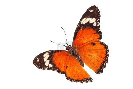 Schöne Schmetterling fliegen isoliert auf weißem Hintergrund. Tawny Coster (Acraea violae), Acraea terpsicore, die tawny coster, ist eine kleine, Verwendung für Grafik-oder Werbedesign.