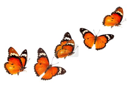 Foto de Hermosa mariposa monarca aislada sobre fondo blanco. Conjunto de mariposas Big Monarch, aisladas sobre fondo blanco. Tawny Coster (Acraea violae) Acraea terpsicore. - Imagen libre de derechos