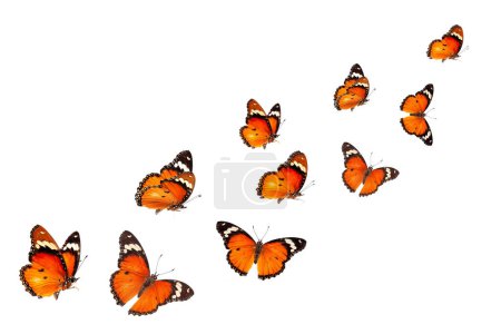 Photo for Beautiful monarch butterfly isolated on white background. Set of Big Monarch butterflies, isolated on white background. Tawny Coster (Acraea violae) Acraea terpsicore. - Royalty Free Image