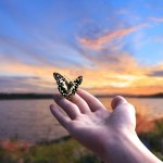 Flying butterfly and human hands on abstract sunny natural background. freedom, save wild nature, ecology concept. encounter man and nature. harmony, peaceful atmosphere landscape. copy space.