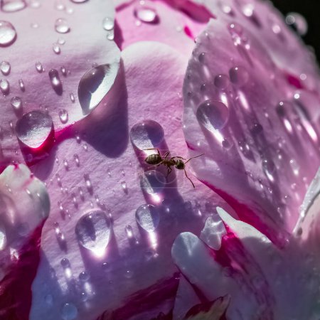 Foto de Una hormiga caminando sobre una peonía con gotas después de la lluvia, en primavera - Imagen libre de derechos