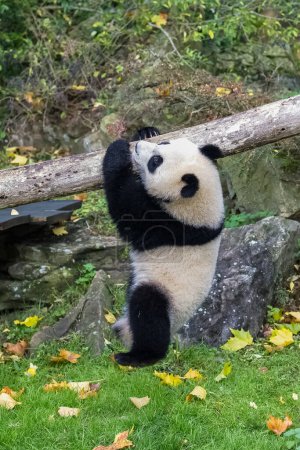 A baby giant panda who plays hanging from a branch