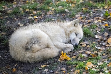 Téléchargez les photos : Un loup blanc dormant par terre, portrait - en image libre de droit