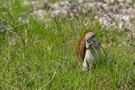 Téléchargez les photos : Écureuil du Cap, Xerus inauris, drôle d'animal dans la brousse en Namibie - en image libre de droit