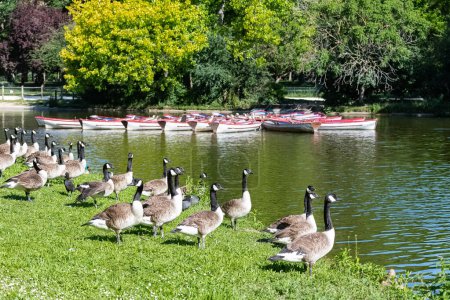 Photo for Paris, colorful row boats on the Daumesnil lake in spring, with Canada gooses on the shore - Royalty Free Image